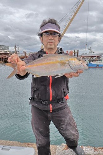 シオの釣果