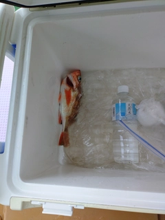 ウスメバルの釣果