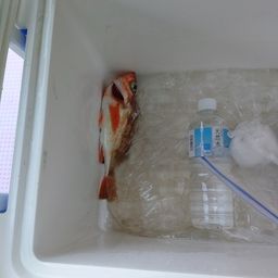 ウスメバル
