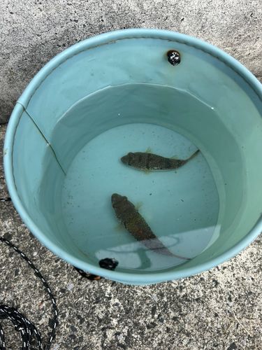 クサフグの釣果