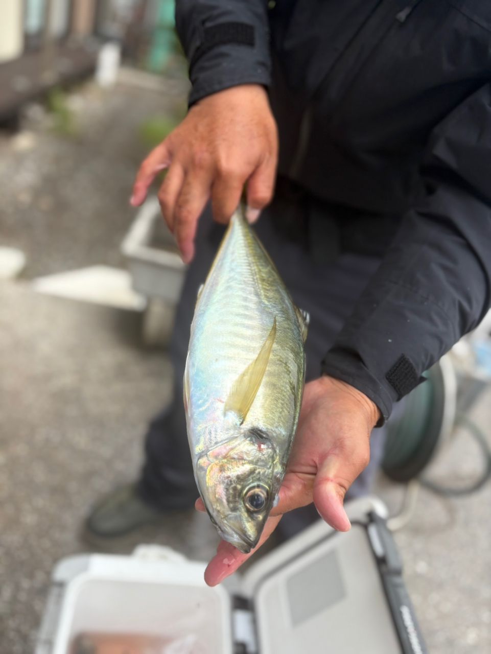 こじマグロさんの釣果 1枚目の画像