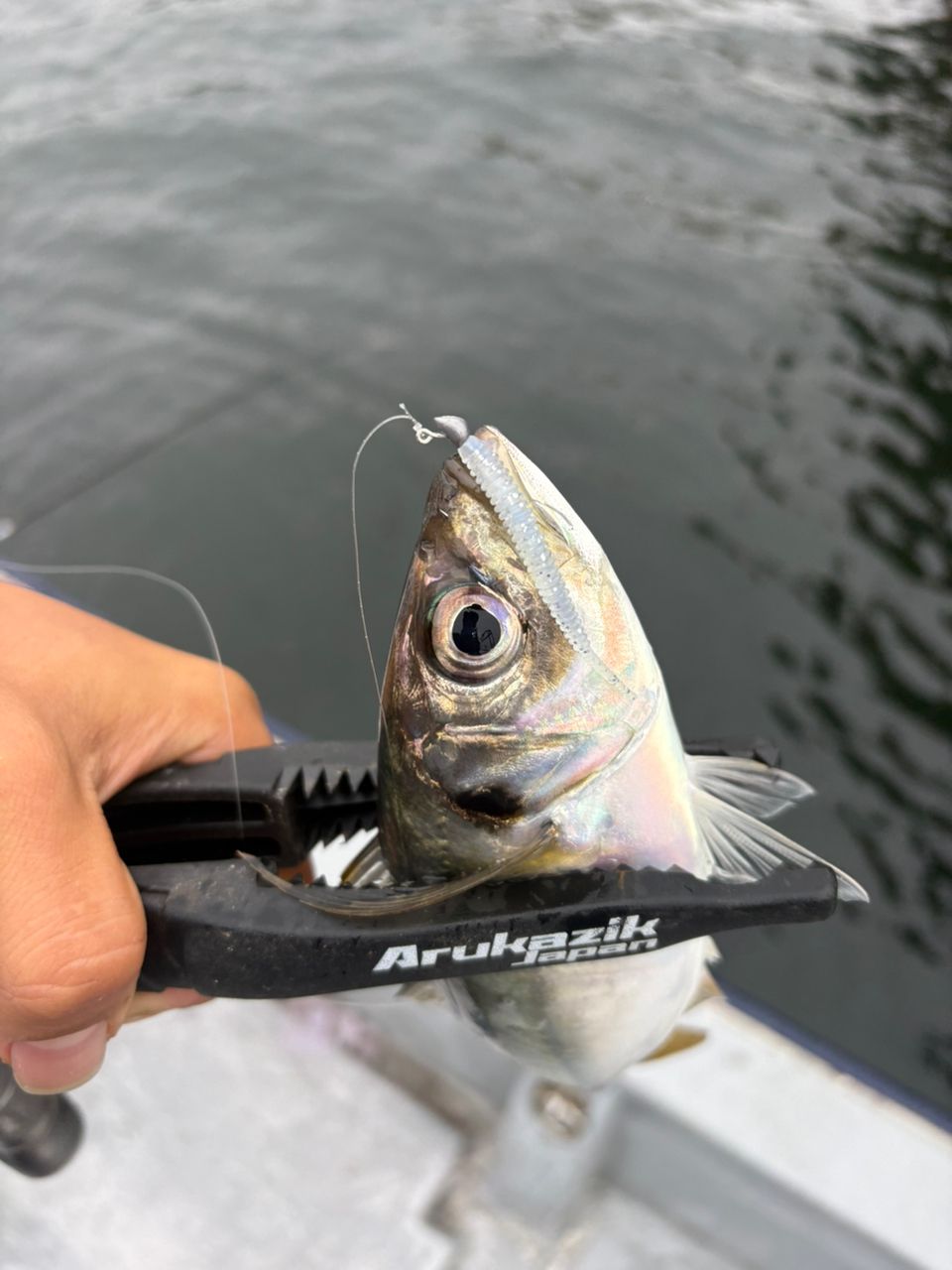 こじマグロさんの釣果 2枚目の画像