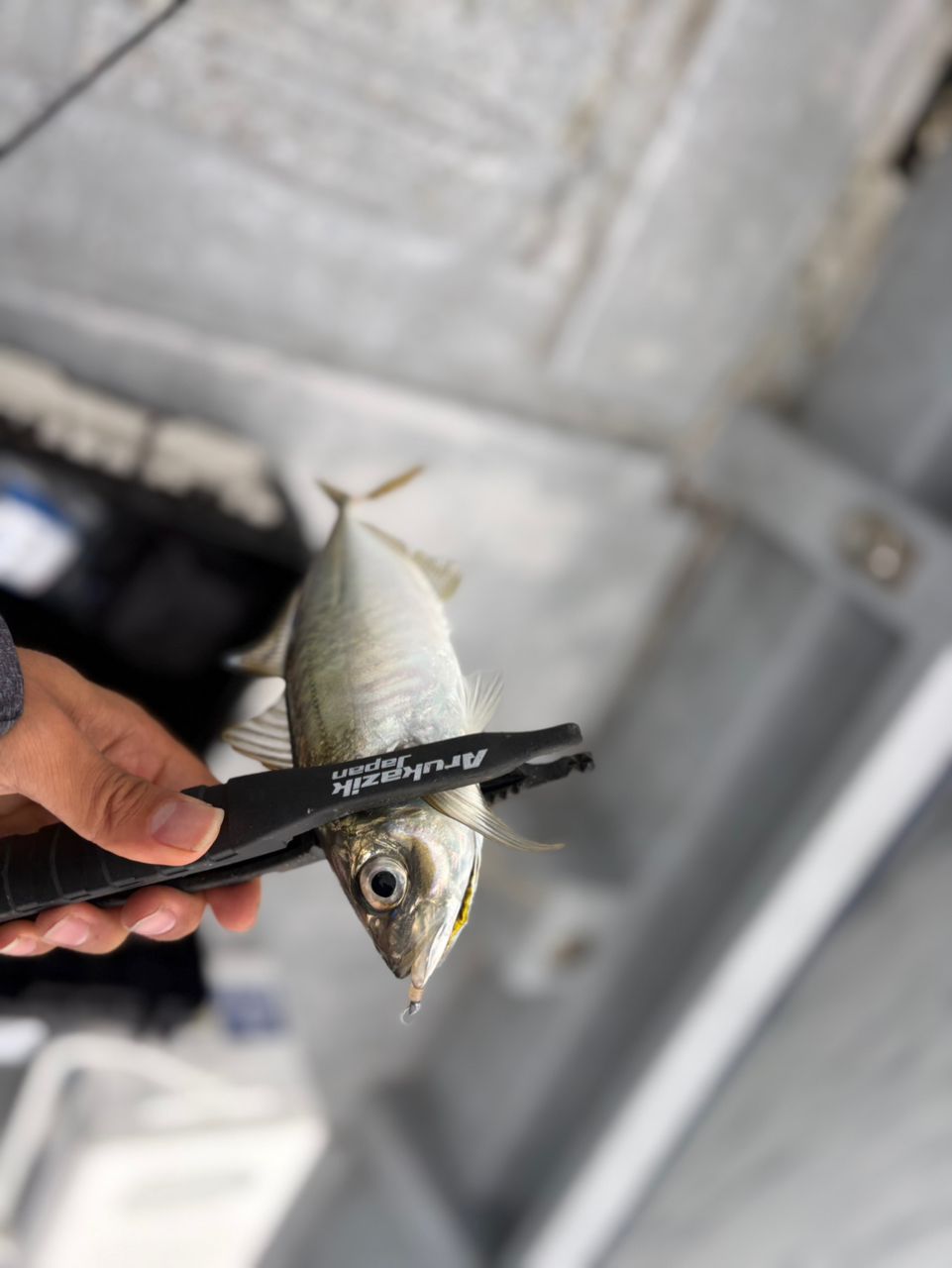 こじマグロさんの釣果 3枚目の画像