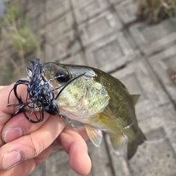 ブラックバス