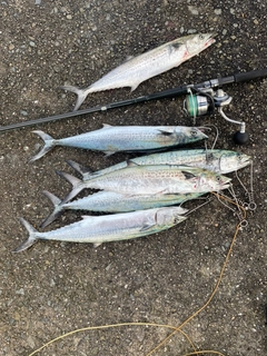 サゴシの釣果