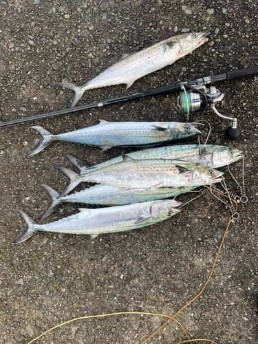サゴシの釣果