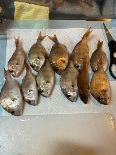 チャリコの釣果