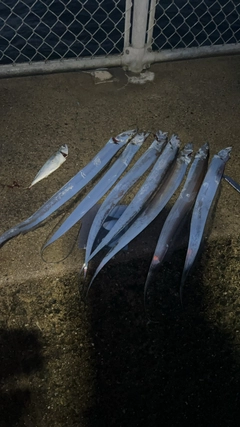タチウオの釣果