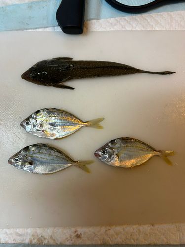 メゴチの釣果