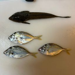メゴチ