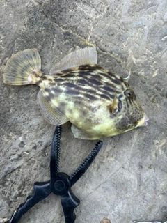 カワハギの釣果