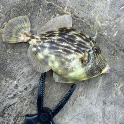 カワハギ
