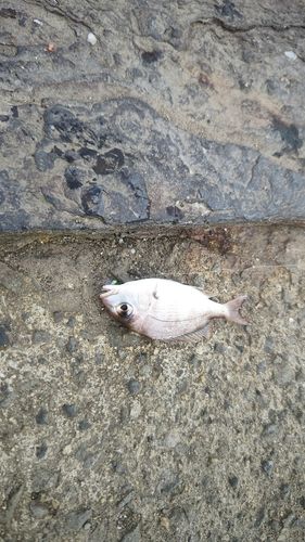サバの釣果