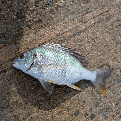 キビレの釣果