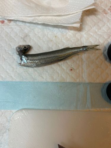 イワシの釣果