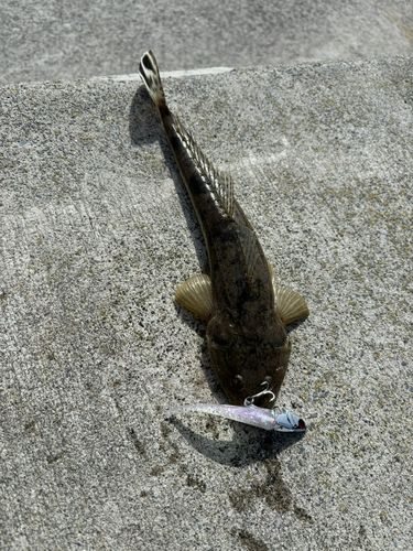 マゴチの釣果