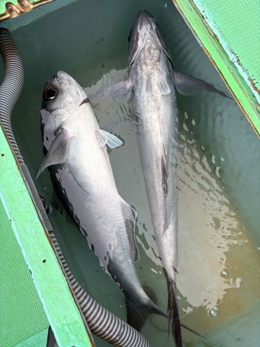 メダイの釣果