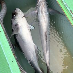 メダイ