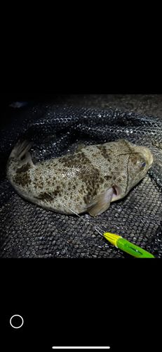 クサフグの釣果