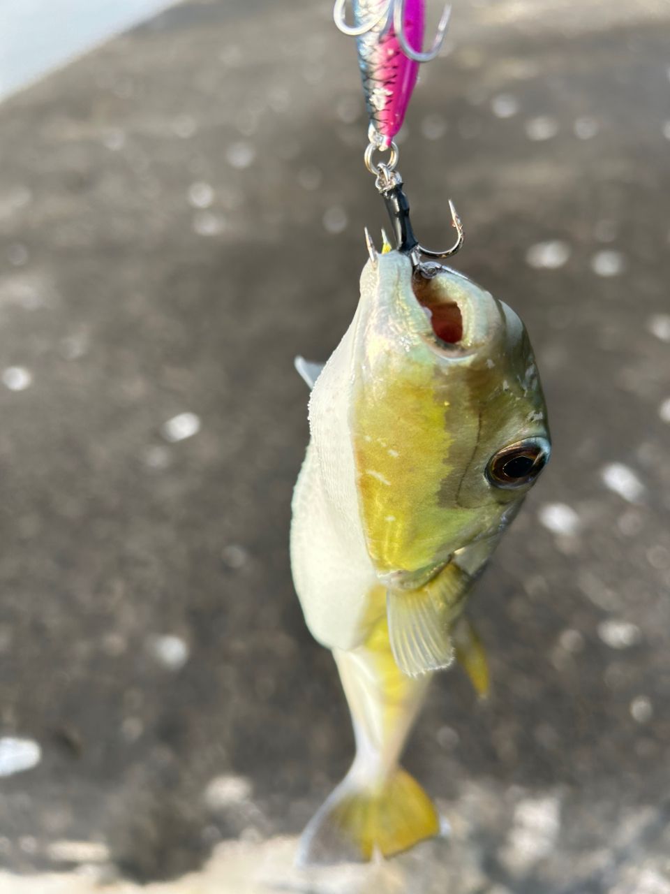 bob9さんの釣果 2枚目の画像