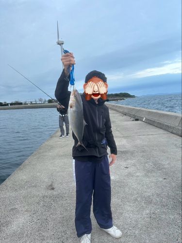 ネリゴの釣果