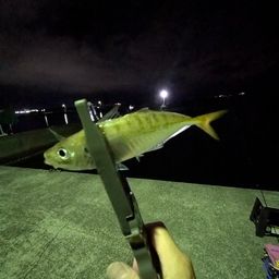 マアジ