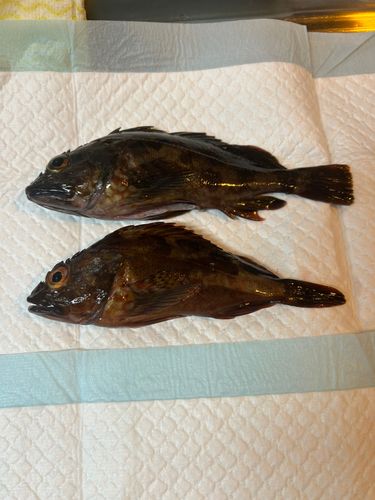 常滑りんくう釣り護岸