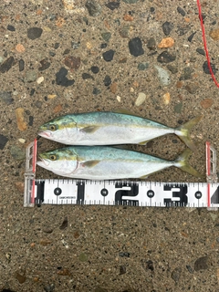 ツバイソの釣果