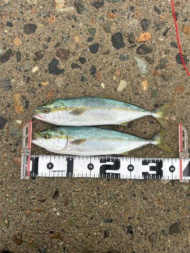 ツバイソの釣果