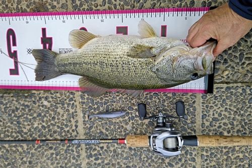 ブラックバスの釣果