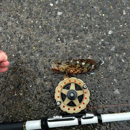 カサゴ