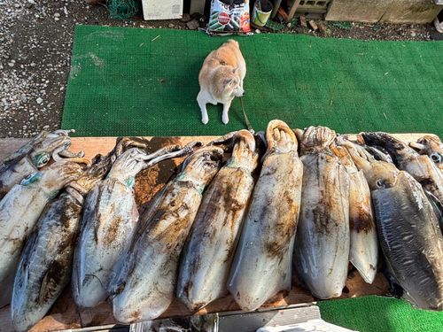 アオリイカの釣果