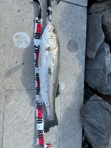 スズキの釣果