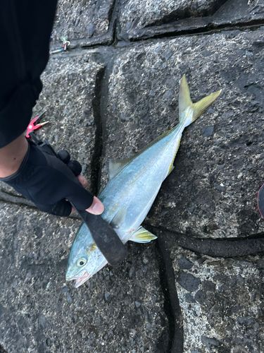 イナダの釣果