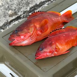 アカハタ