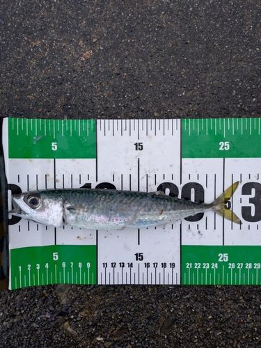 ゴマサバの釣果