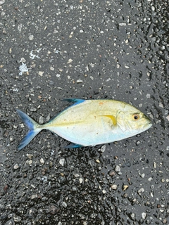 カスミアジの釣果