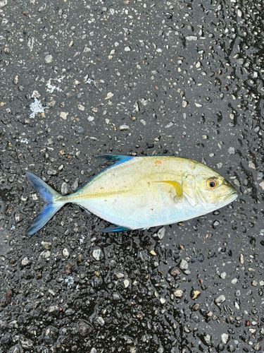 沖縄本島北部