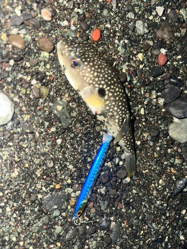 フグの釣果