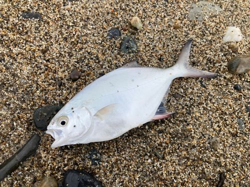 コバンアジの釣果