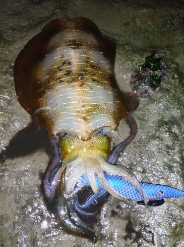 アオリイカの釣果