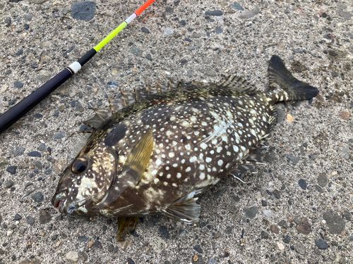 アイゴの釣果