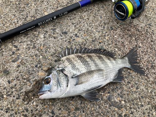 クロダイの釣果