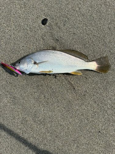 大倉戸海岸