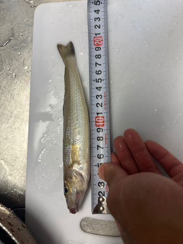 キスの釣果