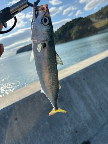 サバの釣果