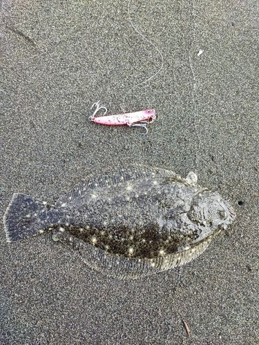 ソゲの釣果