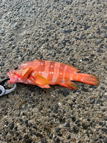 アカハタの釣果