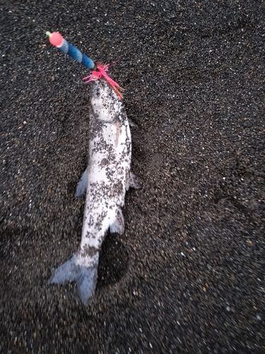 ウグイの釣果