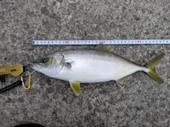 ワカシの釣果